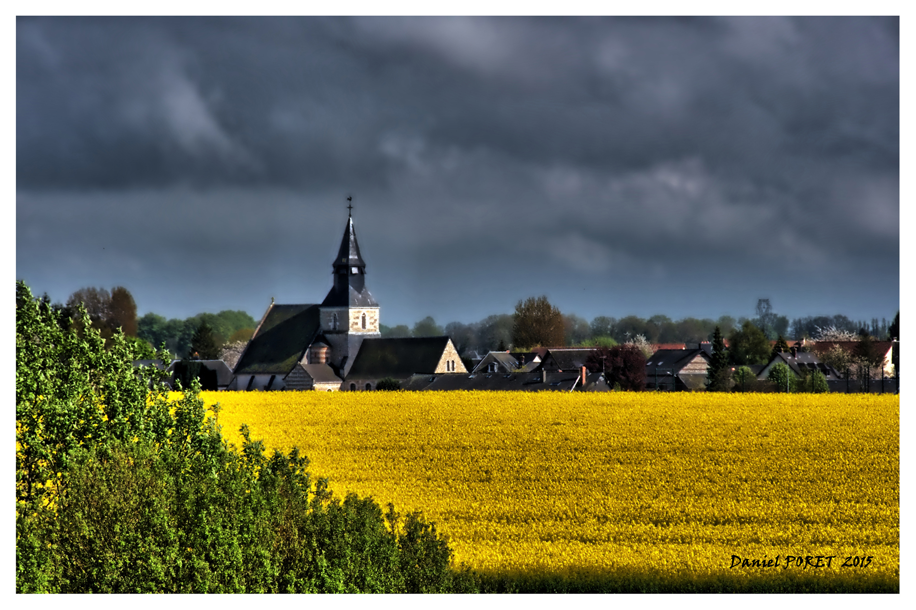 Eglise colza